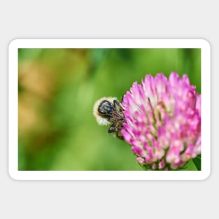 Common carder bee Sticker